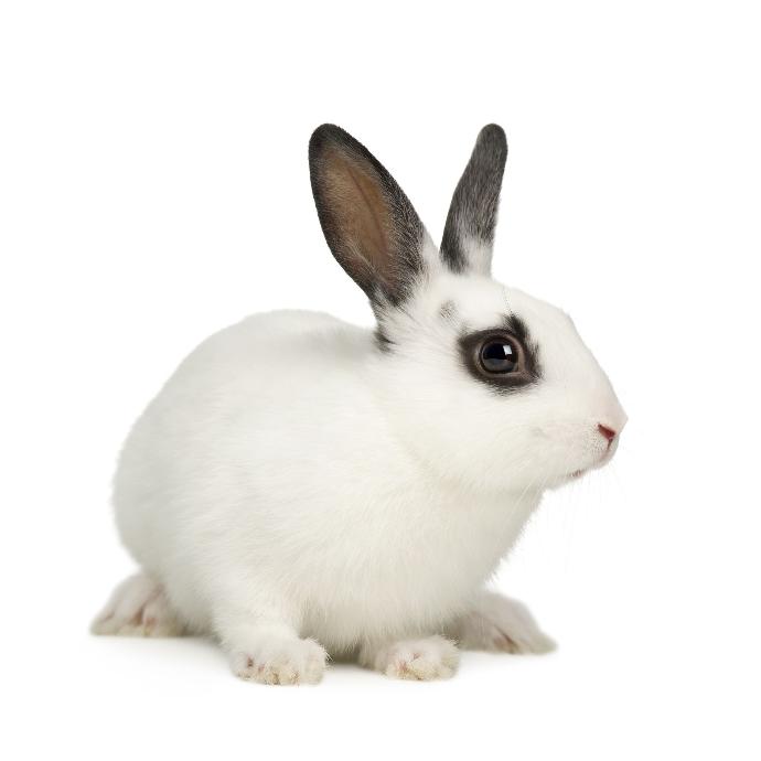 ABHD5 Antibody Primary Rabbit - Polyclonal - 200ul