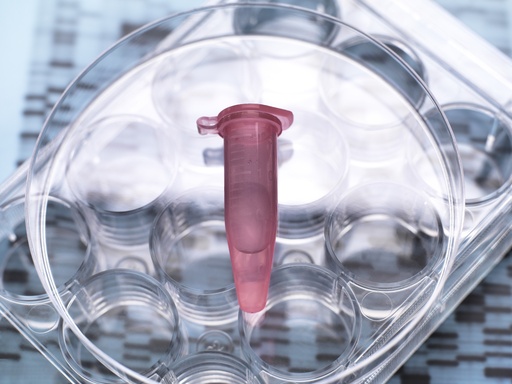 [GEN - BXP2100-ISRE] pHTS-hygro-ISRE