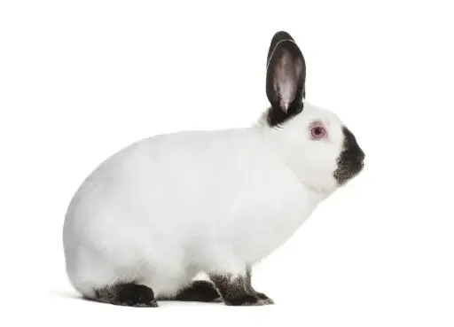 [795-DF2936-200ul] ABHD5 Antibody Primary Rabbit Polyclonal - 200ul